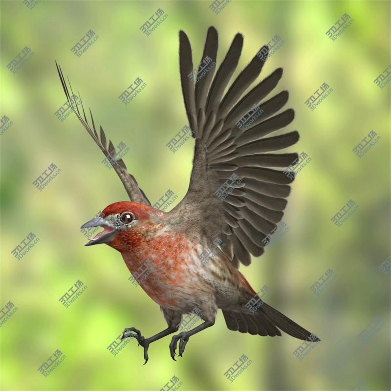 images/goods_img/202104092/Haemorhous Mexicanus 'House Finch'/2.jpg